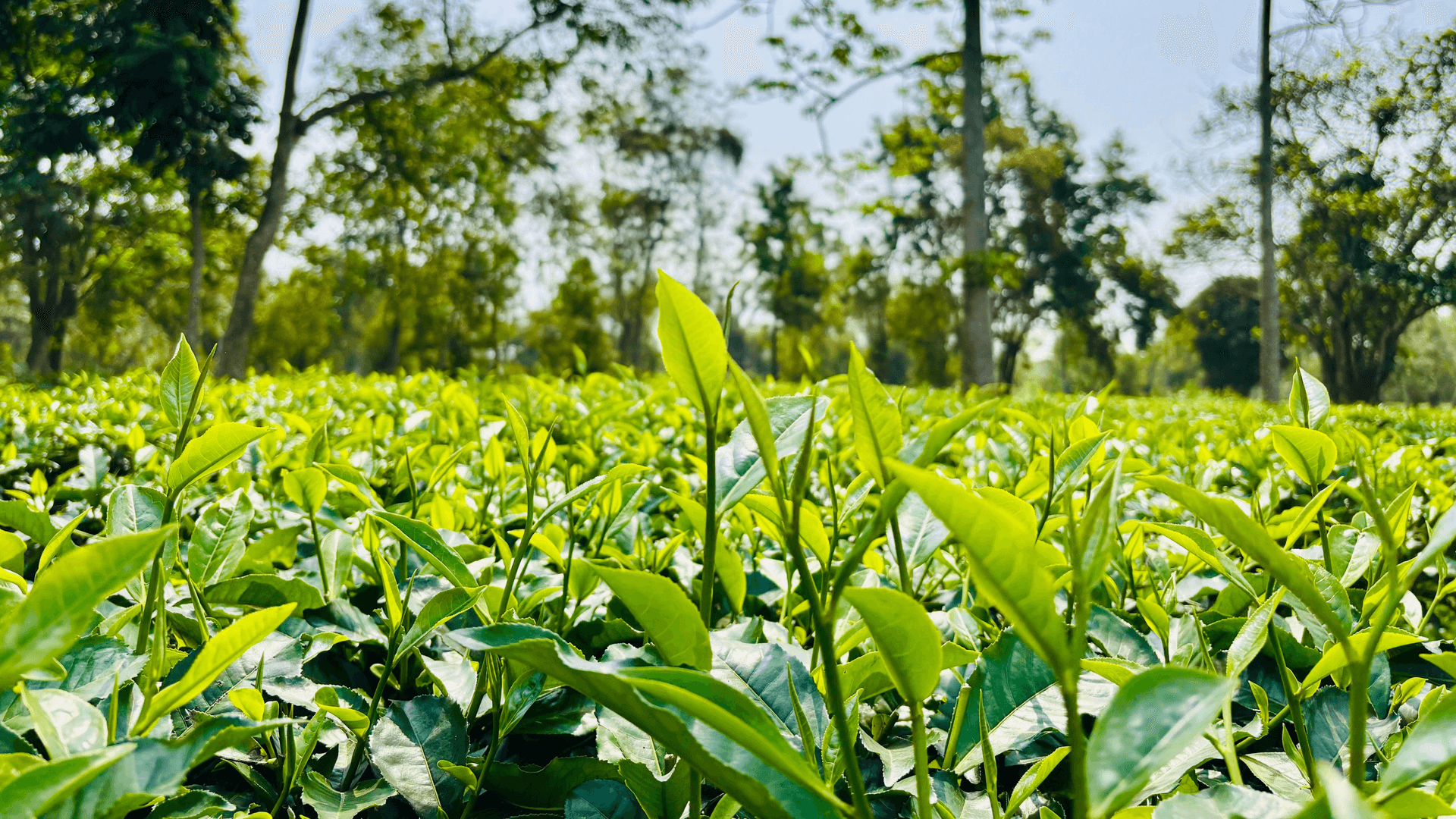 Zironi tea gardens in Assam - Image 1