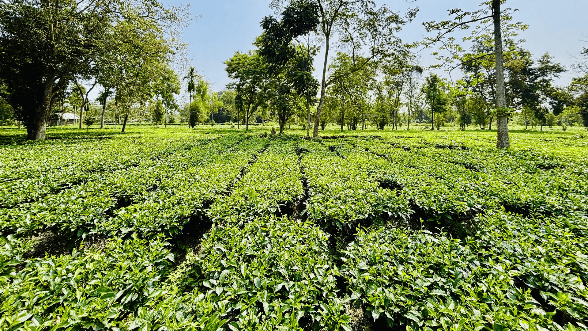 Zironi tea gardens in Assam - Image 2
