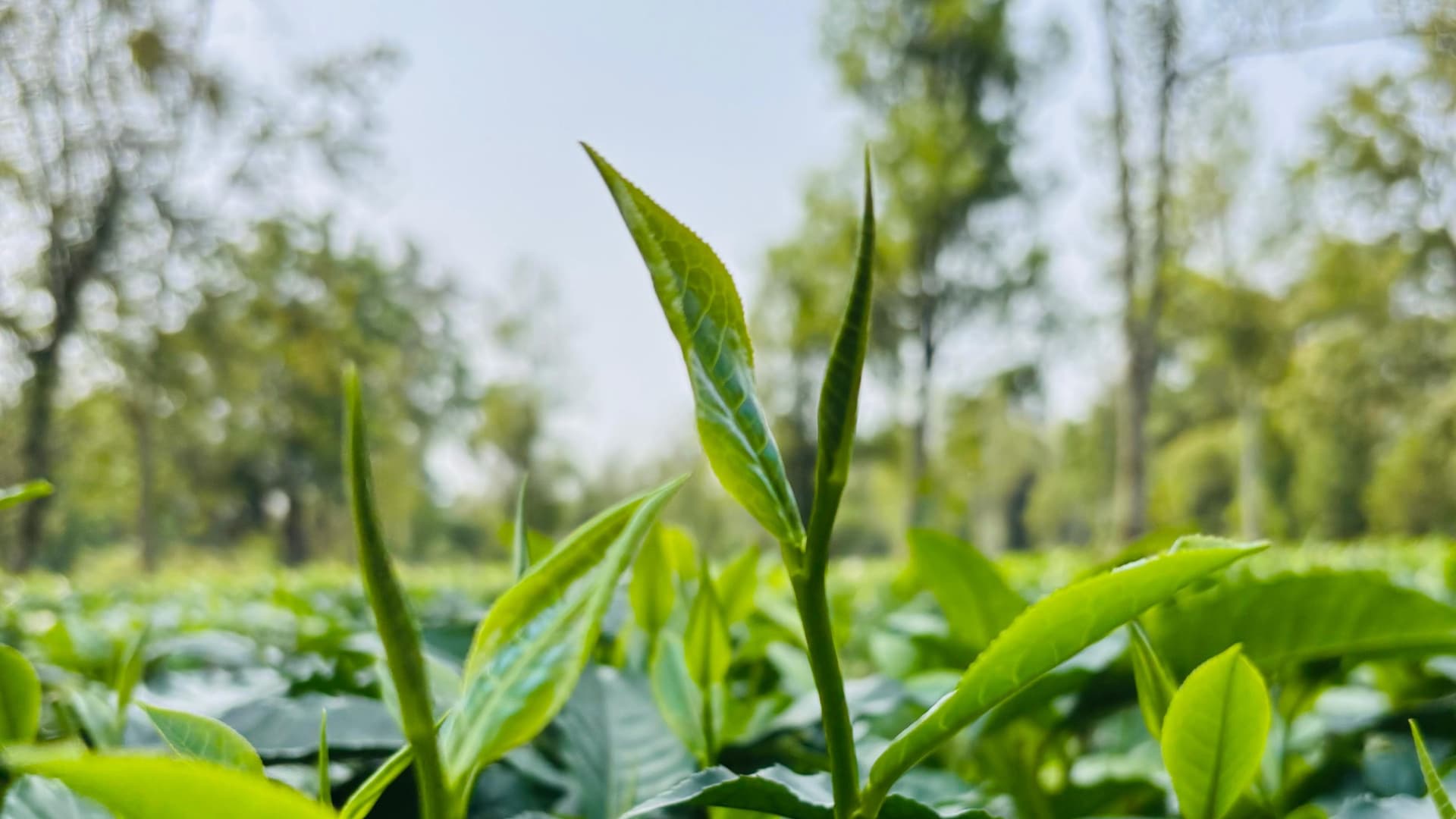 Zironi tea gardens in Assam - Image 3
