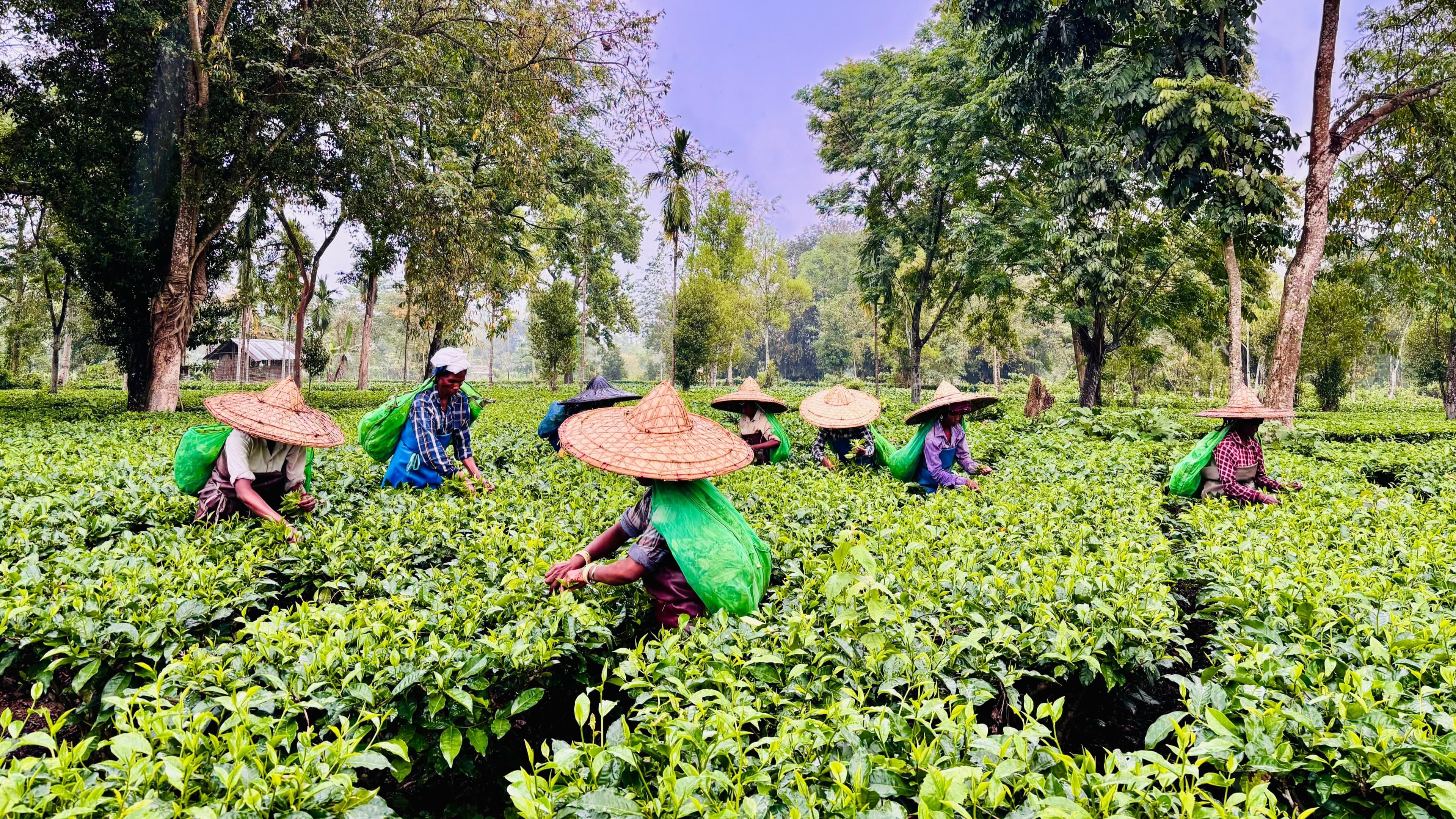 Hand picking tea leaves in Assam